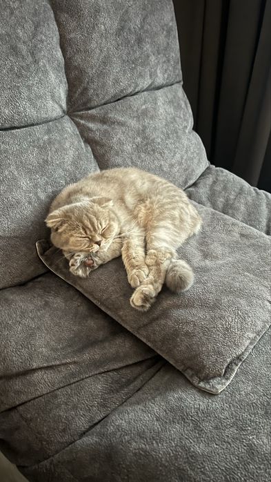 Отдам кошечку, британская вислоухая