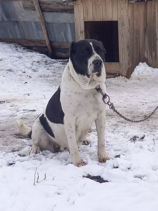 Мощная Сука хороших кровей.