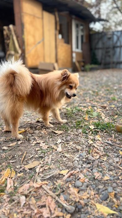 Пропала собака украли