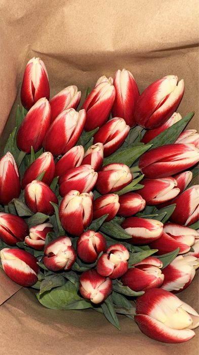 Оптом тюльпаны местные