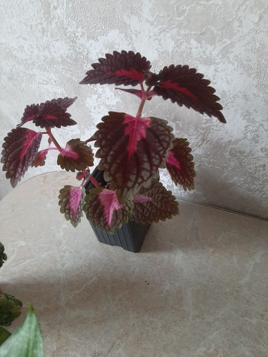 Комнатные цветочки