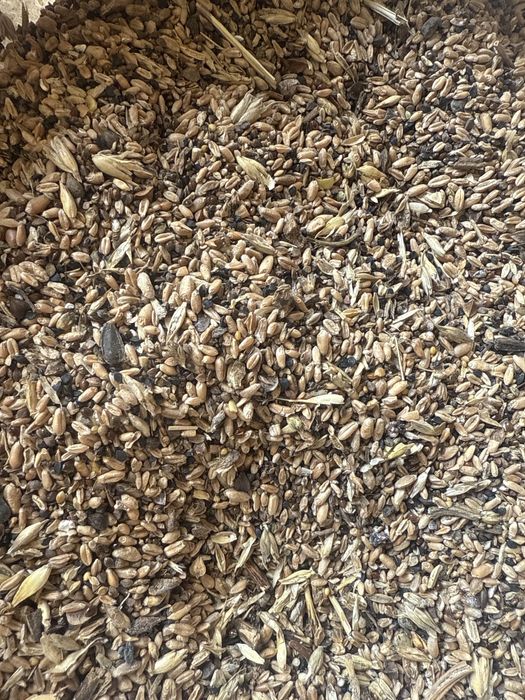 Зерноотход чистый