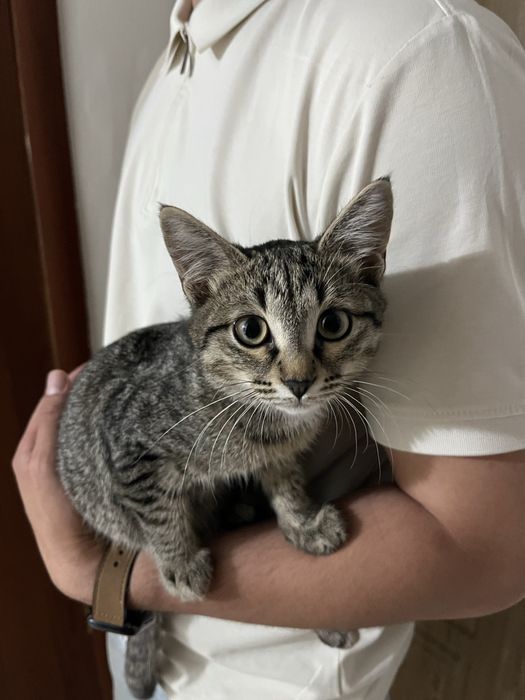 Отдам кошку, 3-4 месяца.