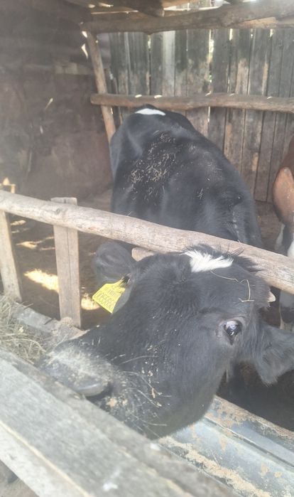 Продам бычка этого года январский