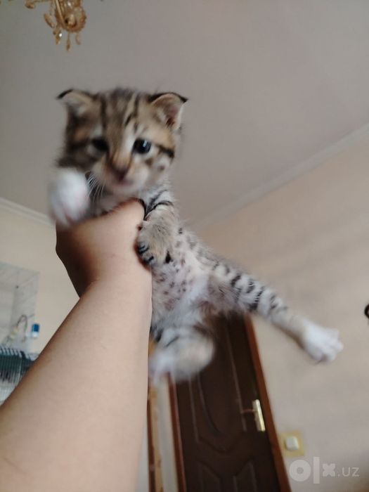 Scottish Fold sotiladi