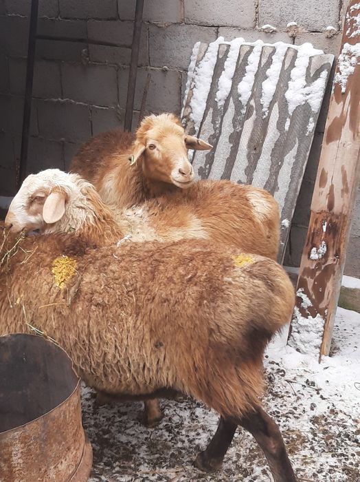 Семіз қойлар сатылады бордақыланған