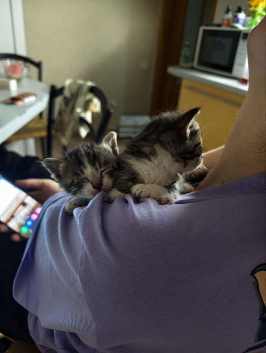 Крошки котята, 1 мес, девочки