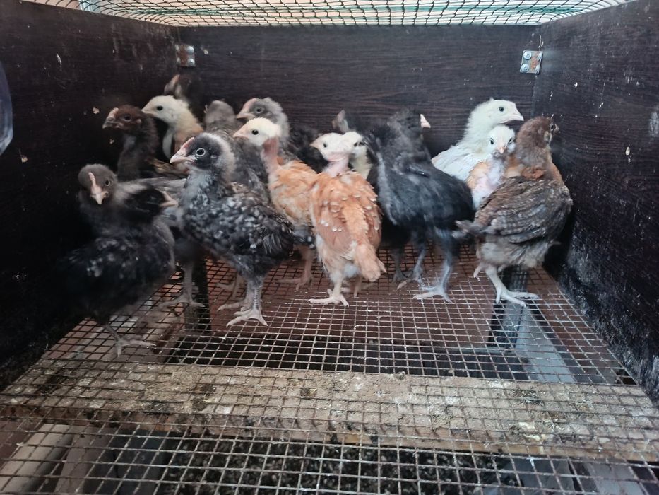 Продам цыплят 1000 тг
