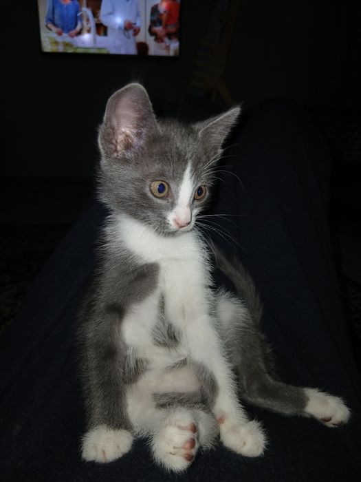 Котенок  2месяца