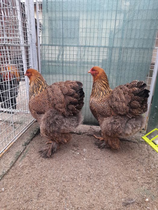 Transport pasari Timisoara-Gaesti