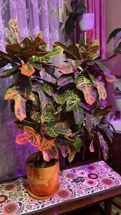 Продам шикарнейший Кодиеум (кротон)