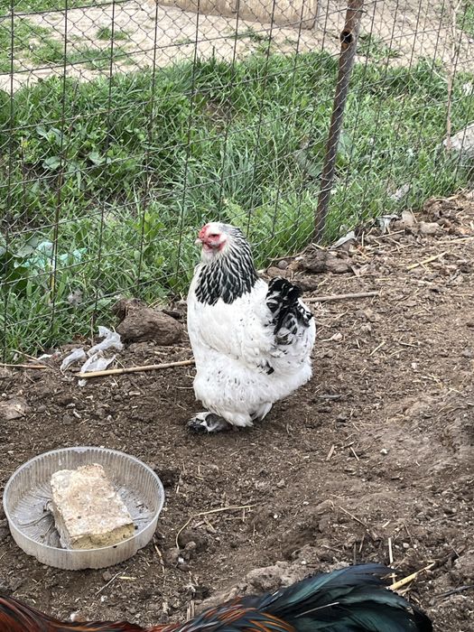 Брама тауықтары