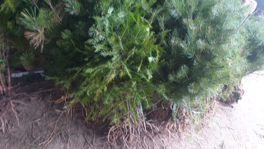 Puieți. De replantare. Pin molid brad mesteacăn fag paltin frasân