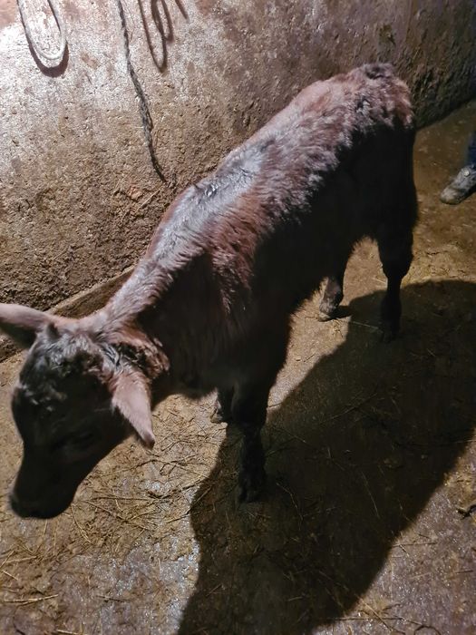 Vand doi taurasi de monta