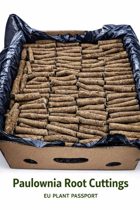 Пауловния БГ ООД   фиданки Shan Tong – промо пакети и коренови резници