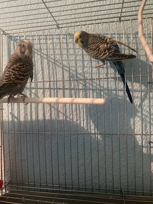 Продаются молодые попугаий парочка