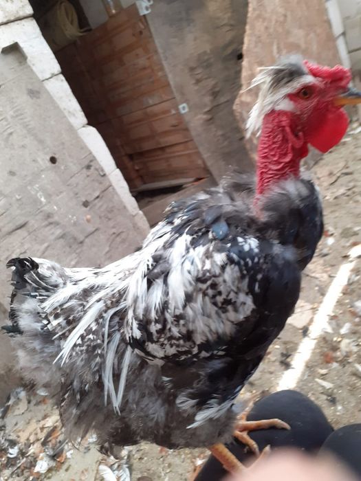 Vand cocosi de 5 luni de rasa pintenat mari si mici  golas de transilvania, cu gatul gol pitici sau mari