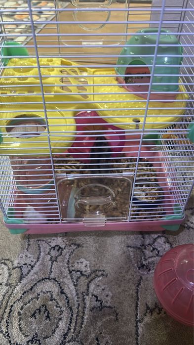 Джунгарские хомяки