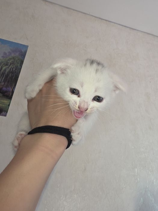 Продам котёнка скоттиш фолд девочка