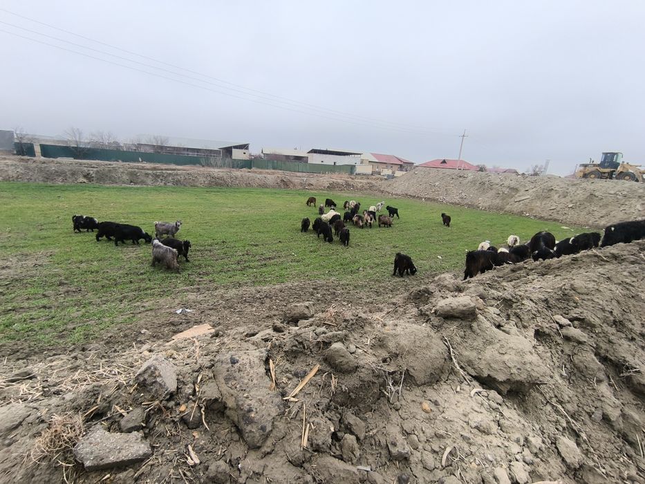 Соглом бугоз ечкила сотилади