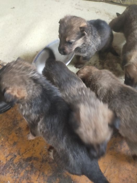 Щенки немецкой овчарки