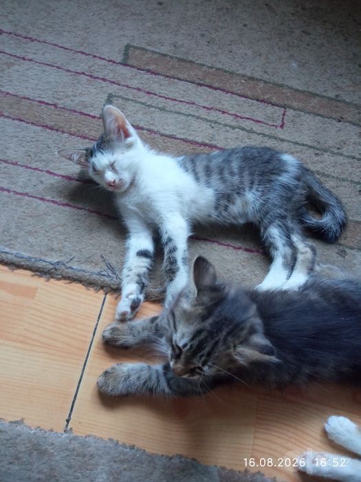 Котята бесплатно. Мушукчалар текинга