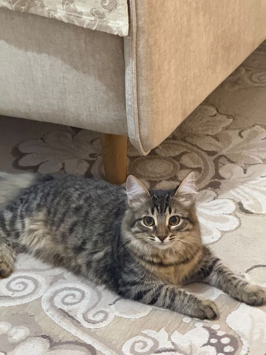 Ласковый котенок