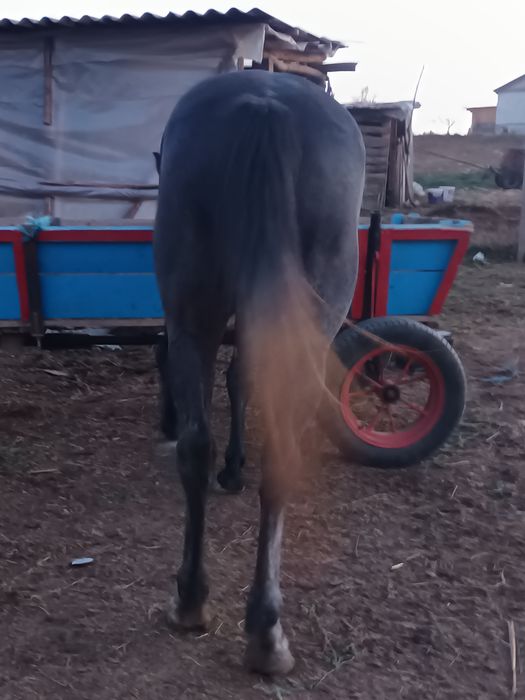 Vând mânză de 3 ani