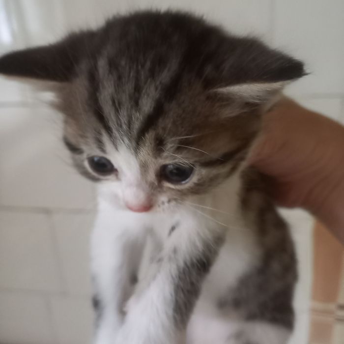 Породистые котята мальчик 1 мес