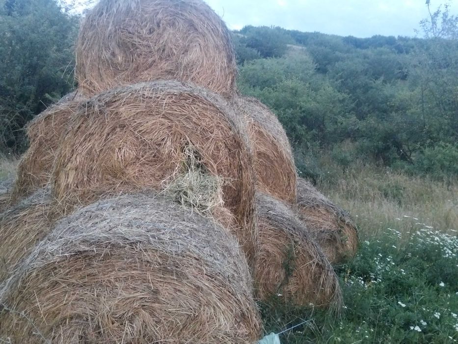 Vînd baloți de lucernă