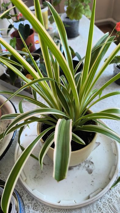 Продаются домашние цветы