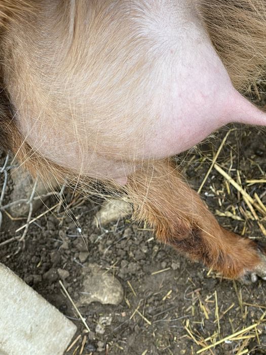 Vand alpina franceza la prima fatare