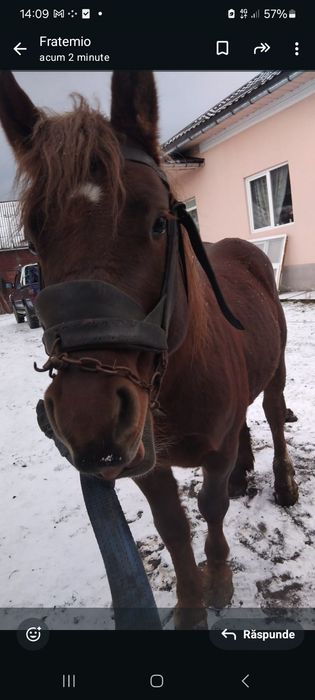 Vand manz de 1 an jumătate