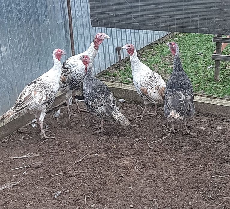 Curci si curcani taranesti