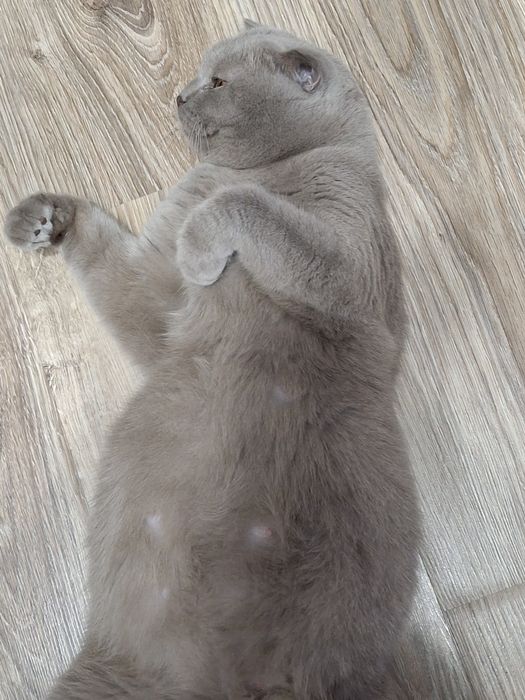 Продам шотландских котят