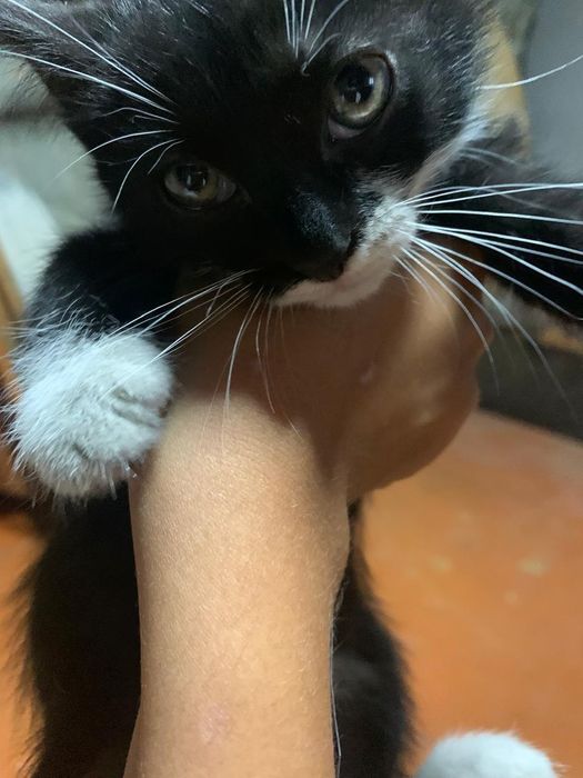 Отдам котят в добрые руки