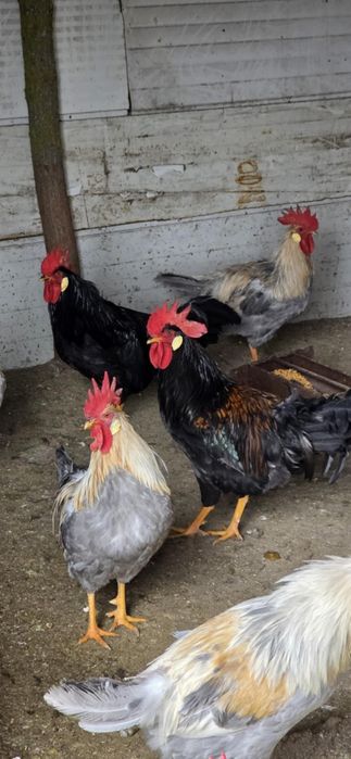 Петли Легхорн...