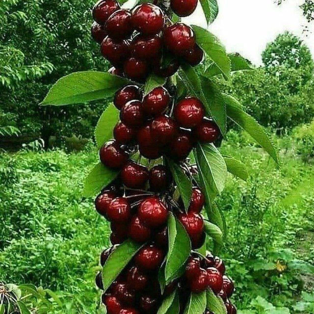 Агро дори Агроном боґбон дехкон