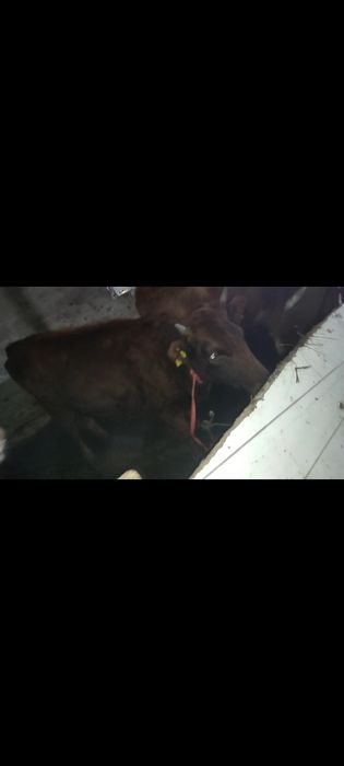 3 бас тайынша обмен бие