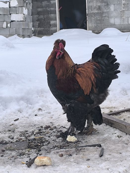 Куры молодые породы брама и помесь