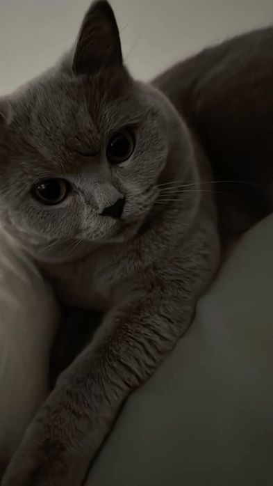 Британские короткошёрстные котята.