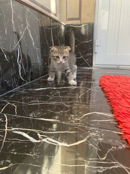 Котята/ mushukchalar/ kittens