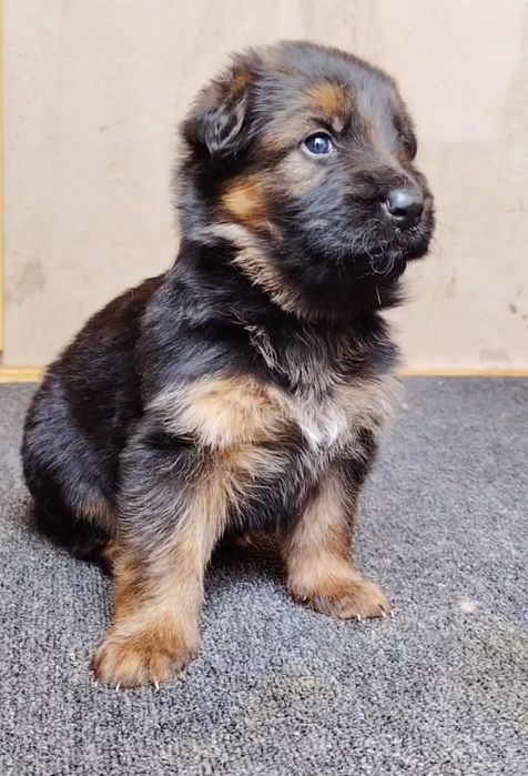 Pui Ciobanesc german