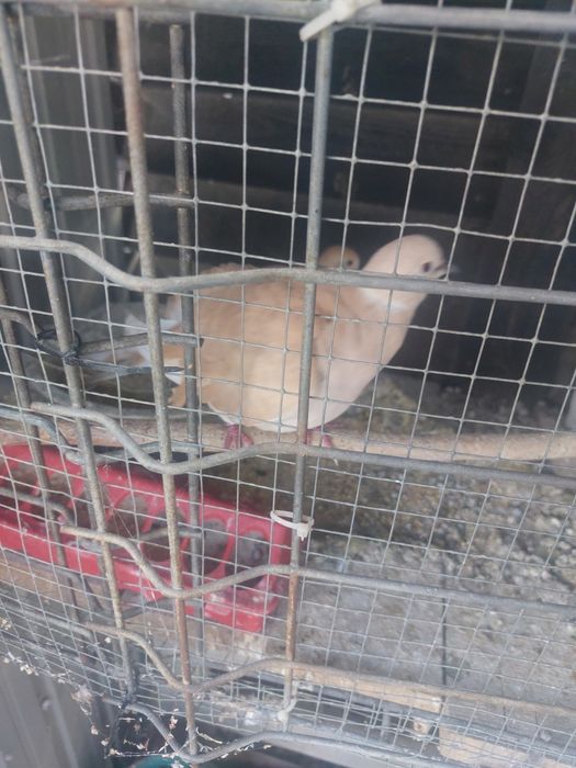 Vând pui de cucuruzi