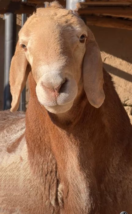 Қассоб  QASSOB xizmati.