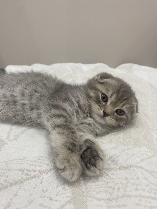 Продам шотланскую вислоухую