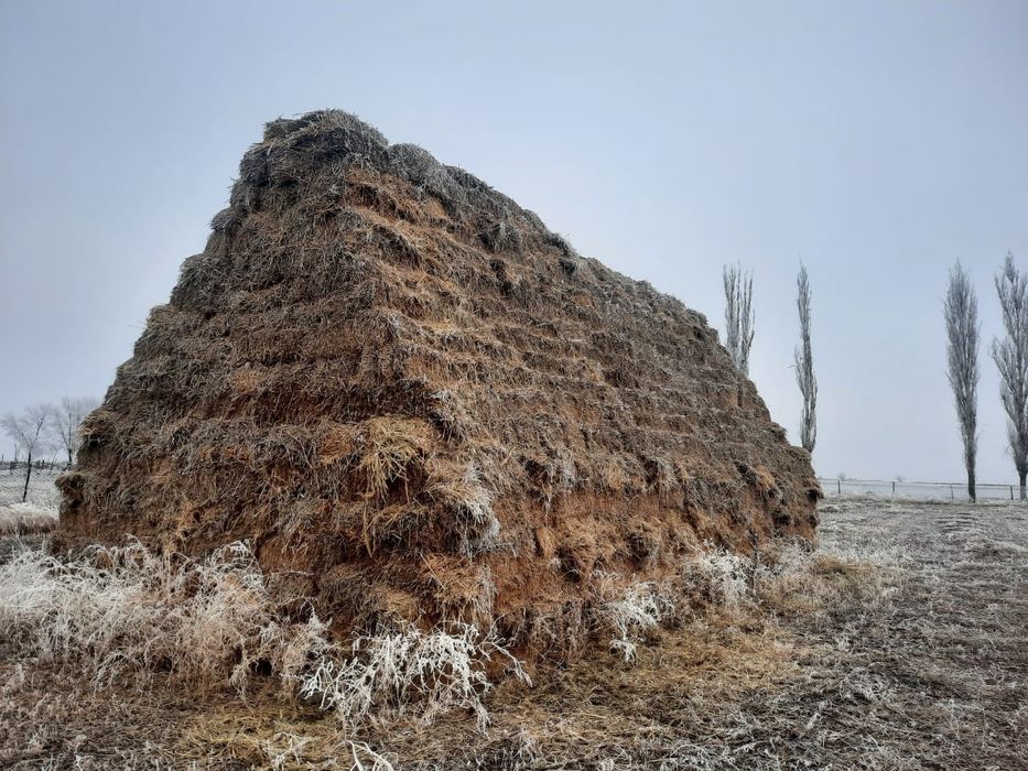 Продается сено прошлогодний, шоп сатылады