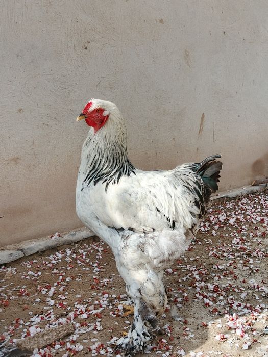 Хуразла сатилади