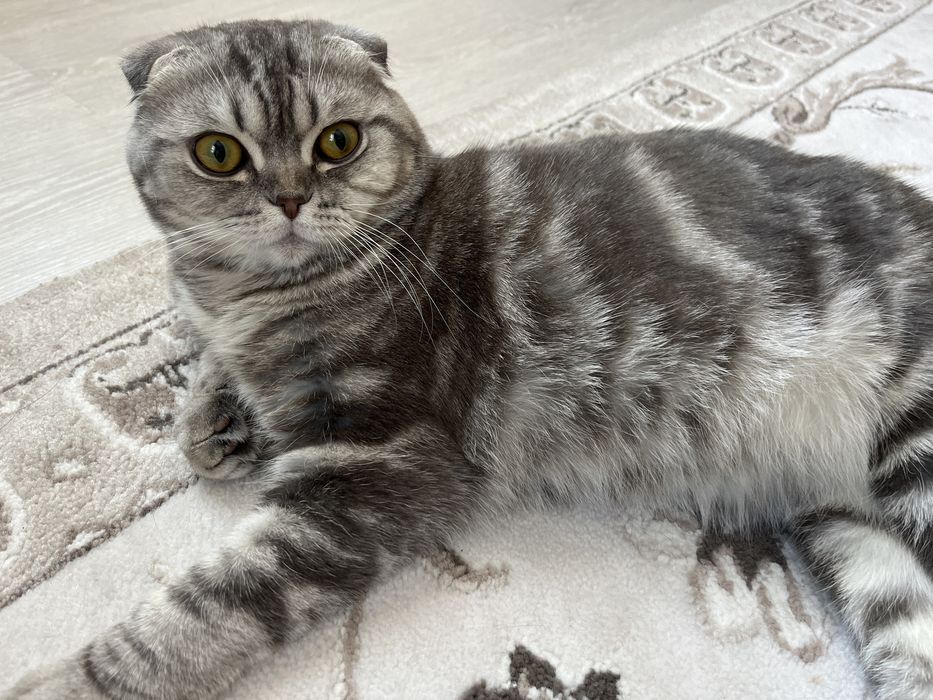Кот шотландец чистокровный для свидания