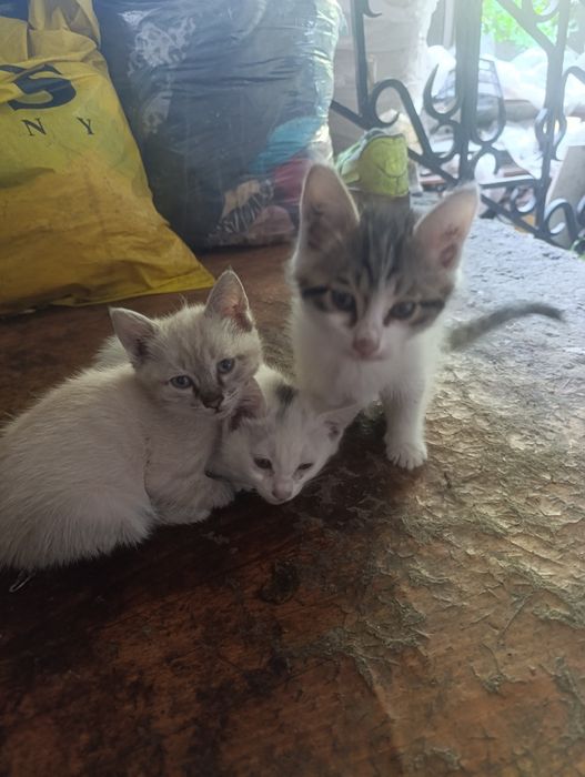 Милые котята домашние